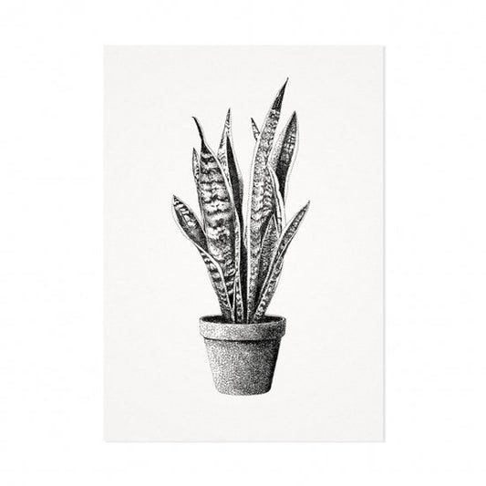 Mélisse - Karte der Sansevieria